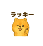 ふわもこポメの日常スタンプ（個別スタンプ：20）
