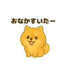 ふわもこポメの日常スタンプ（個別スタンプ：37）
