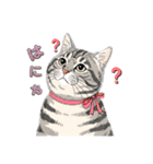 グレーのトラ猫 モフたん！（個別スタンプ：1）