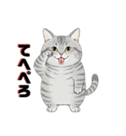 グレーのトラ猫 モフたん！（個別スタンプ：20）