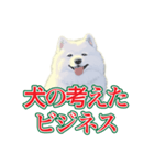 犬味 会社の犬（個別スタンプ：3）
