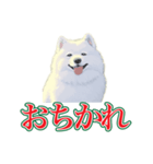 犬味 会社の犬（個別スタンプ：4）