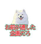 犬味 会社の犬（個別スタンプ：5）