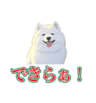 犬味 会社の犬（個別スタンプ：7）
