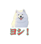犬味 会社の犬（個別スタンプ：15）
