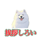 犬味 会社の犬（個別スタンプ：17）