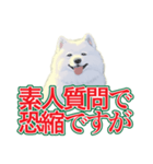 犬味 会社の犬（個別スタンプ：31）