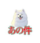 犬味 会社の犬（個別スタンプ：33）