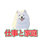 犬味 会社の犬（個別スタンプ：36）