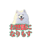 犬味 会社の犬（個別スタンプ：38）