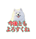 犬味 会社の犬（個別スタンプ：39）