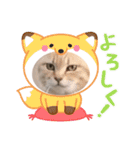 ねこねこワンダーランド☆（個別スタンプ：3）
