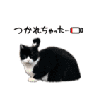 ねこねこワンダーランド☆（個別スタンプ：4）