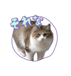 ねこねこワンダーランド☆（個別スタンプ：6）