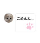 ねこねこワンダーランド☆（個別スタンプ：8）