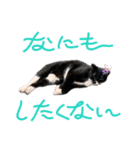 ねこねこワンダーランド☆（個別スタンプ：9）