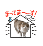 ねこねこワンダーランド☆（個別スタンプ：11）