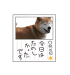 ねこねこワンダーランド☆（個別スタンプ：12）