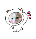 ねこねこワンダーランド☆（個別スタンプ：13）