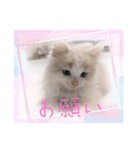 ねこねこワンダーランド☆（個別スタンプ：14）