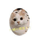 ねこねこワンダーランド☆（個別スタンプ：16）