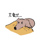 おじさん犬まるちゃん2（個別スタンプ：19）