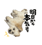 マルプー（ロネちゃん）（個別スタンプ：6）