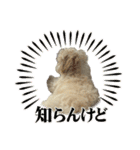 マルプー（ロネちゃん）（個別スタンプ：12）