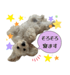 マルプー（ロネちゃん）（個別スタンプ：17）