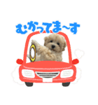 マルプー（ロネちゃん）（個別スタンプ：21）