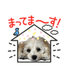 マルプー（ロネちゃん）（個別スタンプ：22）