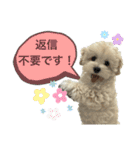 マルプー（ロネちゃん）（個別スタンプ：32）