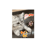 ROI-②（個別スタンプ：6）