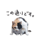 たまぼちゃふくスタンプ3（個別スタンプ：34）