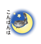 色々な猫7-4 長毛-垂れ耳-サバトラ（個別スタンプ：7）