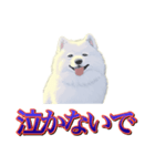 犬味 歪んだ愛（個別スタンプ：8）