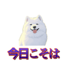 犬味 歪んだ愛（個別スタンプ：14）