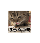 まる♂2（個別スタンプ：3）