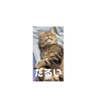 まる♂2（個別スタンプ：4）