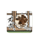 トムとシュガー（個別スタンプ：3）