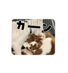 トムとシュガー（個別スタンプ：11）