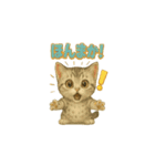 猫いろいろ日常会話23（個別スタンプ：8）