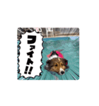 動く！シェルティのエル 日常スタンプ（個別スタンプ：6）