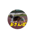 動く！シェルティのエル 日常スタンプ（個別スタンプ：9）