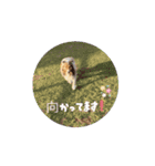 動く！シェルティのエル 日常スタンプ（個別スタンプ：12）