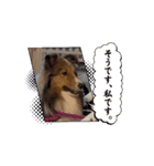 動く！シェルティのエル 日常スタンプ（個別スタンプ：14）