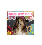 動く！シェルティのエル 日常スタンプ（個別スタンプ：16）