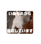 動く！うちのいぬ（個別スタンプ：1）