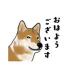 柴犬すースタンプ（個別スタンプ：1）