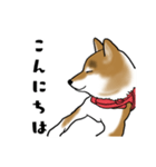 柴犬すースタンプ（個別スタンプ：2）